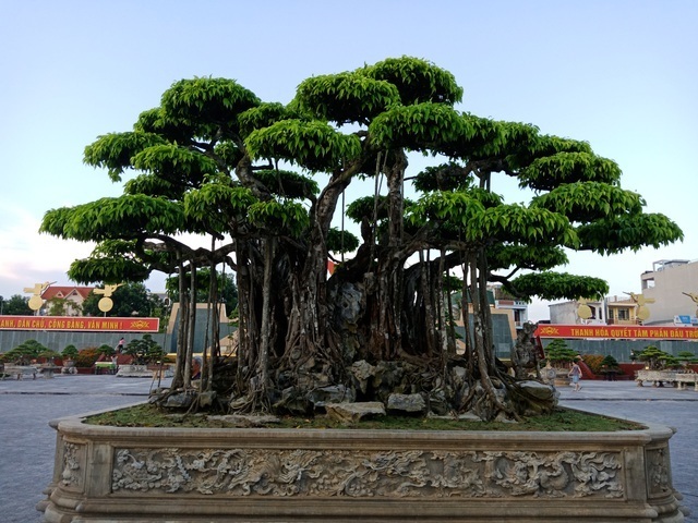 Cây Sanh bonsai thu hút tiền tài, gặp nhiều may mắn