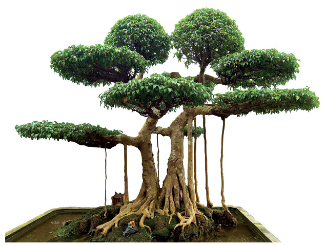 Cây Sanh bonsai thu hút tiền tài, gặp nhiều vận may